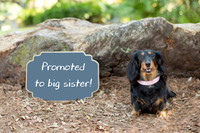 Orlando Family Maternity & newborn Photography