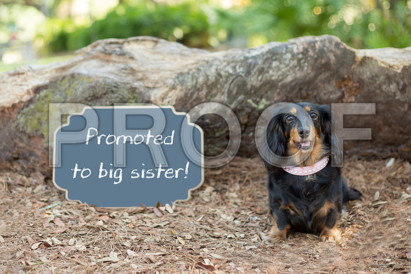 Orlando Family Maternity & newborn Photography